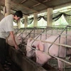 猪肉是越南畜牧业的优势。