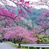 2016年大叻樱花盛开美景（图片来源：因特网）