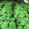 附图：越南香蕉在世界各国市场上畅销。