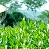 太原省力争在2017—2021年阶段将有机茶叶种植面积增至5000公顷（图片来源：因特网）
