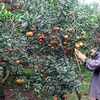 附图：和平省高峰县高峰镇农民收获橙子。（图片来源：越南人民报）