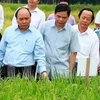 越南政府总理阮春福：越南稻谷产业正进入革新阶段