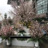 日本樱花节首次在永福省举行。（图片来源：http://www.baomoi.com）