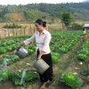 越南西原地区贫困户比率年均下降（图片来源：因特网）