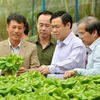 王廷惠参观新进合作社绿色蔬菜种植模型。（图片来源：http://nongnghiep.vn）