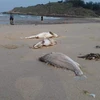 中部沿海地带大量鱼群死亡