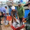 越南中部地区渔民海洋采购活动。（图片来源：越通社）