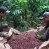 越南对阿尔及利亚咖啡出口增长27%。