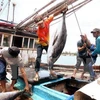 图为渔民捕获金枪鱼。