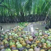 越南椰子。（图片来源：越通社）
