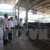 越南与日本开展和牛养殖合作项目