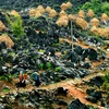 越南推进同文岩石高原旅游发展