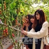 越南大叻市农业旅游颇具游客的青睐