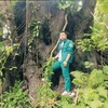昆山岛国家公园3大古老树木被列入越南遗产树名录