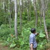 越南人工大木林面积达13万公顷
