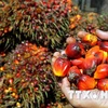 马来西亚棕榈油需求量猛增