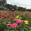 同塔省沙沥村独特花卉盆景吸引游客青睐