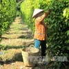 坚江省富国县努力实现胡椒产量达1200吨以上