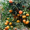 橙子树——安沛省文振县居民致富脱贫之树