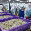 澳大利亚代表团赴越考察虾类出口生产加工情况