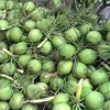 槟椥椰蓝椰子产品获得地理标志登记证书