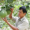 槟椥省省绿皮柚子获得地理标志认证