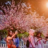 日本樱花在李太祖花园盛开 迎接日本文化交流节