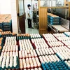 越南将对来自东盟国家的食盐和禽蛋取消进口关税配额