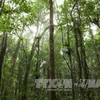越南森林覆盖面积达1441万多公顷
