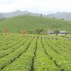 2018年第三次木州茶叶节有助于打造木州名茶品牌 