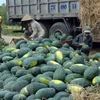 广义省与中国企业签署西瓜和其他农产品销售合作协议