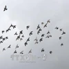 北宁省举行2000只和平鸽放飞活动