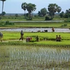2017年柬埔寨水稻产量增长5.7％
