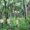 有关保护和发展森林的违法案件大幅下降