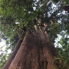 河静省武光国家公园发现一棵树龄约为800-1000年的福建柏