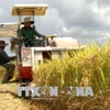 广义省优质有机大米生产协助项目初见成效