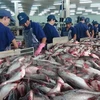 越南查鱼对中国市场出口突飞猛进