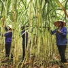 2018年泰国批准减少50万吨糖出口量