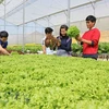 越南广宁省推进农业可持续发展