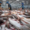 越南查鱼对美国出口仍呈现增长势头