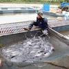 前5月越南水产品捕捞产量增长2.4%