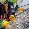 越南迈向建设负责任及可持续发展的渔业