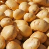 越南60%马铃薯从国外进口