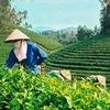 越南成为世界五大茶叶出口国