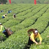 越南茶叶产品对美出口增长势头良好