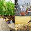 越南大米生产和加工基地颇受中国企业的好评