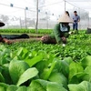 越南出台新法规助力有机农业发展