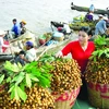 越南蔬果出口创历史新高
