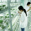 越南林同省高科技农业吸引外资额居全国第一