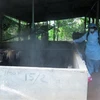 河内市介绍非洲猪瘟的防范措施